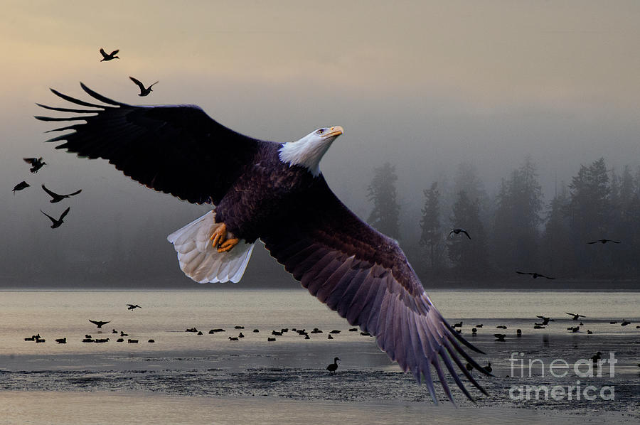 The Splendor Of Bald Eagles Photograph by Bob Christopher