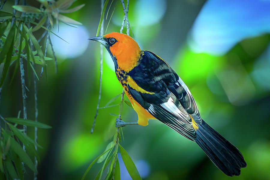 The Spot Breasted Oriole Photograph by Mark Andrew Thomas