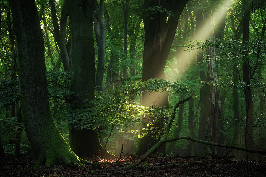 The spotlight Photograph by Martin Podt - Fine Art America