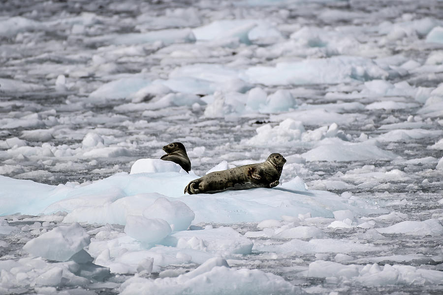 The Spotted Seal aka Larga seal - College Fjord, Alaska Photograph by Amazing Action Photo Video