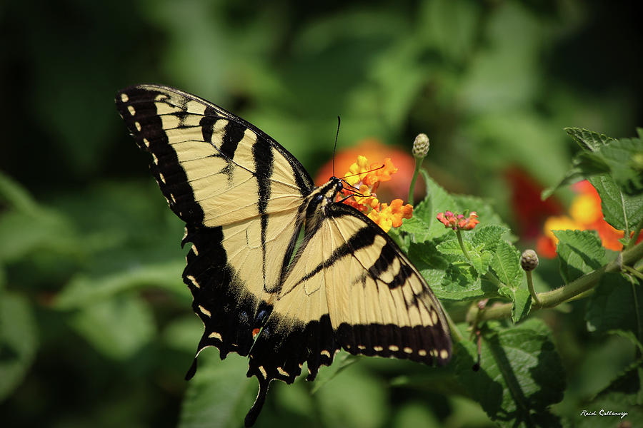 The Spread 2 Eastern Tiger Swallowtail Butterfly Lantana Flower Art Photograph by Reid Callaway