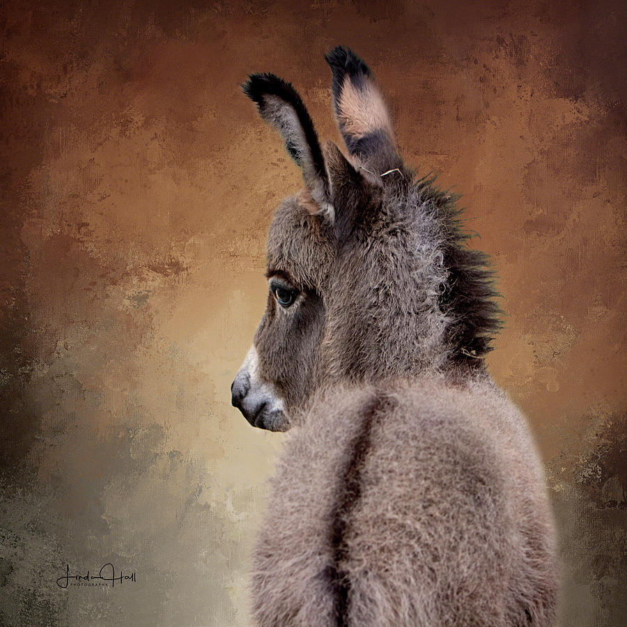 Donkey Digital Art - The Spring Baby by Linda Lee Hall