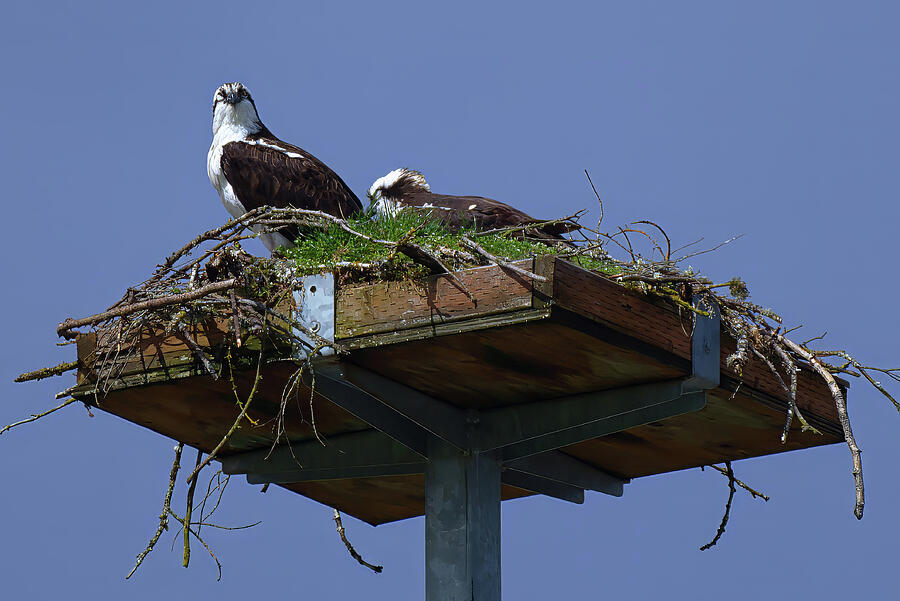 Bird Photograph - The Spring Nest II by David Barker