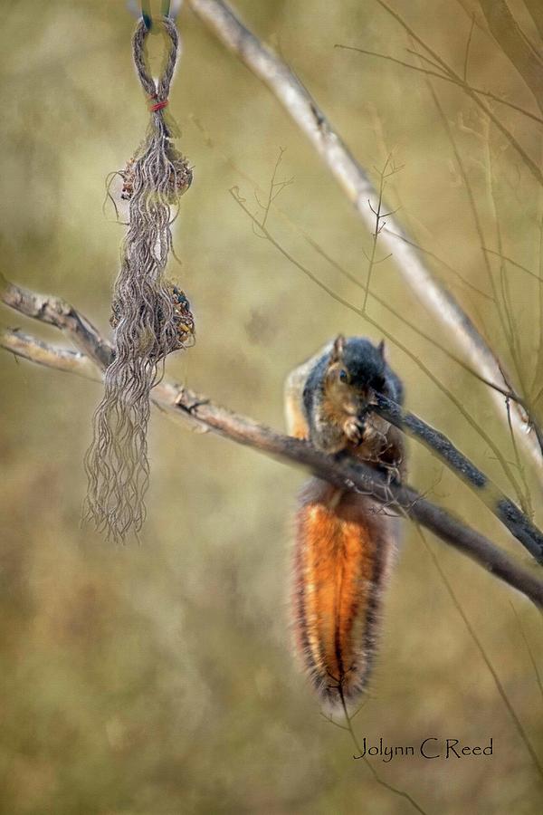The Squirrel Photograph by Jolynn Reed