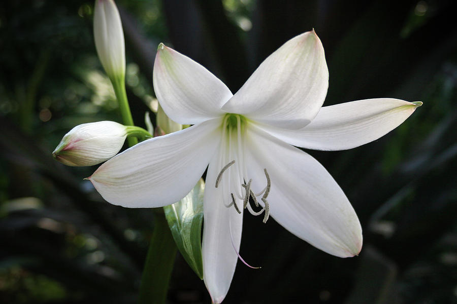 The St. Christopher Lily Photograph by Robert Carter