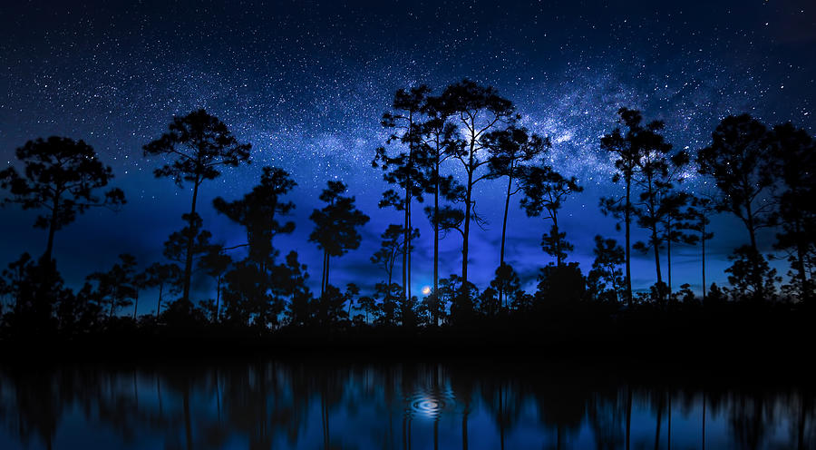 The Star Forest Photograph by Mark Andrew Thomas