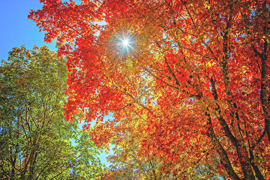 The Star of Fall Photograph by Lynn Bauer