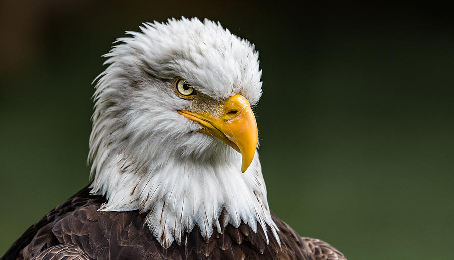 The stare of a Bald Eagle Photograph by Andy Smith