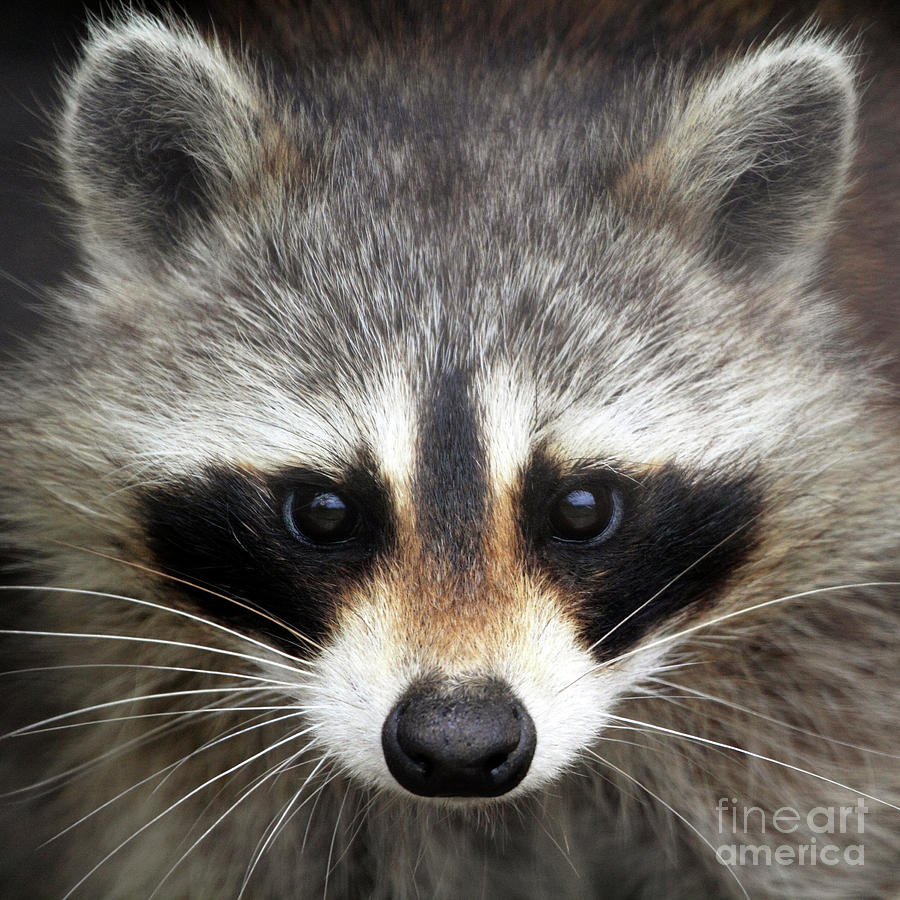 The Stare - Portrait of a Raccoon Photograph by John Van Decker