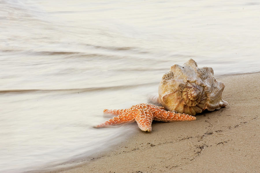 The Starfish and the Shell at Atlantic Beach North Carolina Photograph by Bob Decker