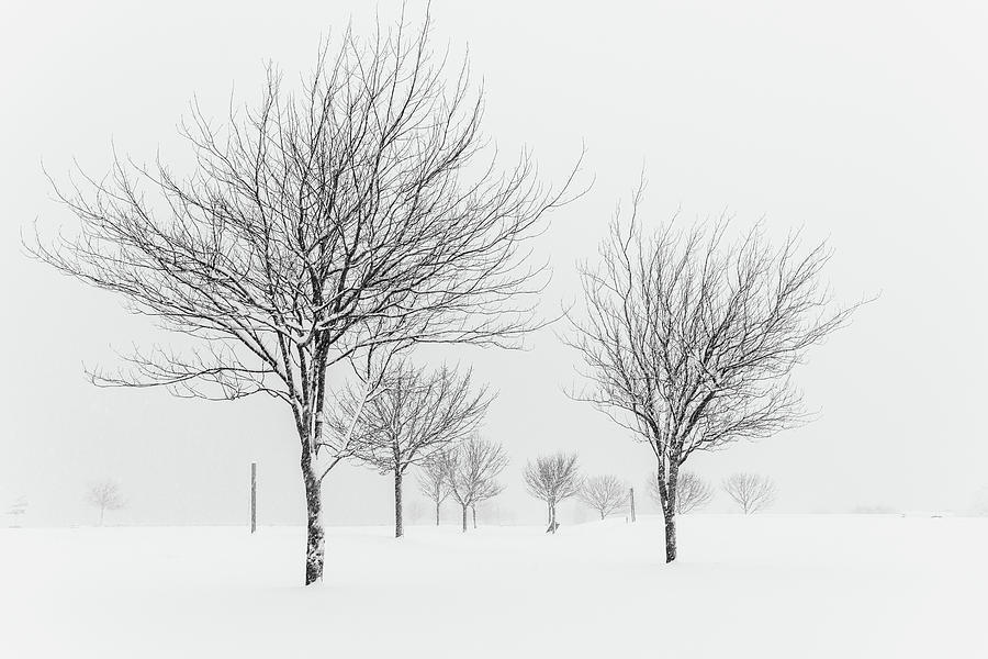 Tree Photograph - The stark beauty of barren trees on a winters day by Christina Stobbs