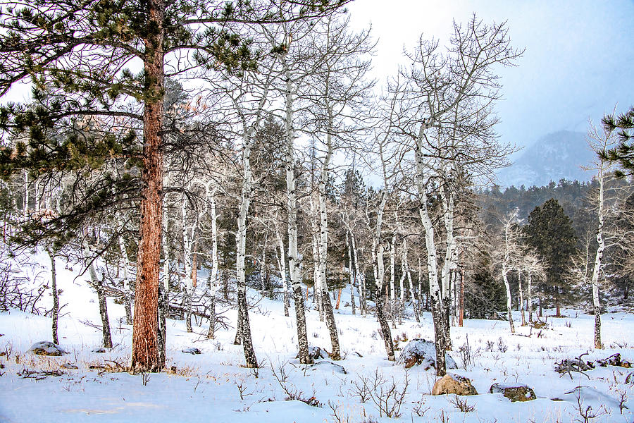The Stark Beauty of Winter in Colorado Photograph by Marcy Wielfaert