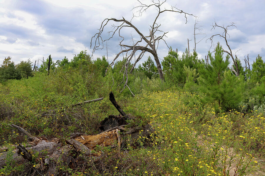 Wild Rebirth - Yellow Blooms and Burnt Trees in Bastrop State Park Photograph by Brigitte Blanchette Thompson Wild Rebirth - Yellow Blooms and Burnt Trees in Bastrop State Park Photograph by Brigitte Blanchette Thompson