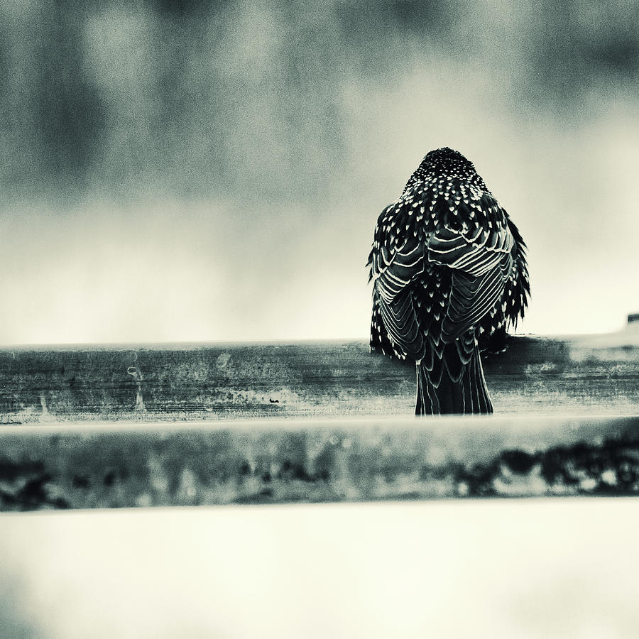 Black And White Photograph - The Starlings Back by Sue Capuano