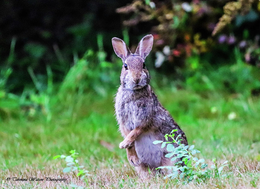 The Startled Bunny  Photograph by Tahmina Watson