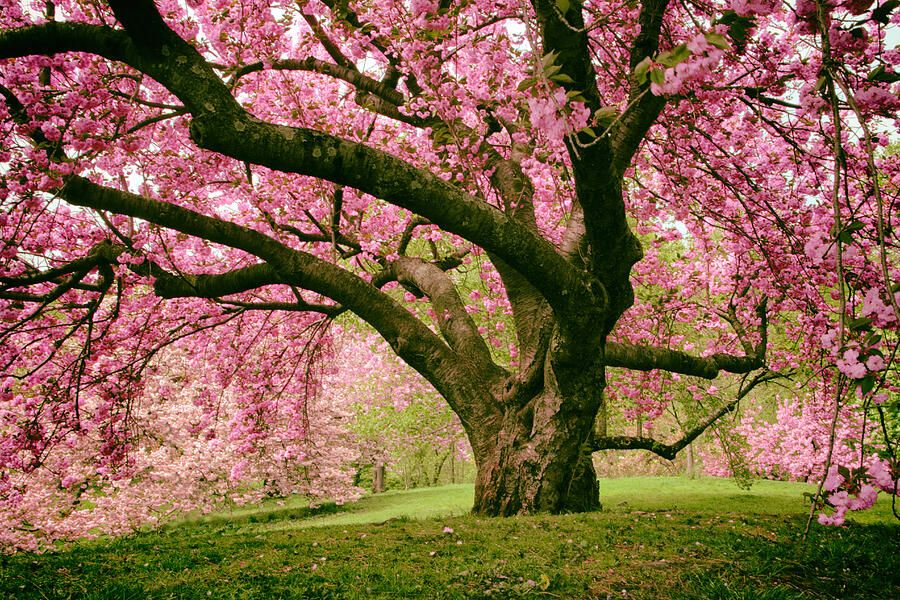 Spring Photograph - The Stately Cherry by Jessica Jenney