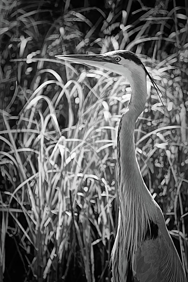 The Stately Great Blue Heron Photograph by Debra Martz