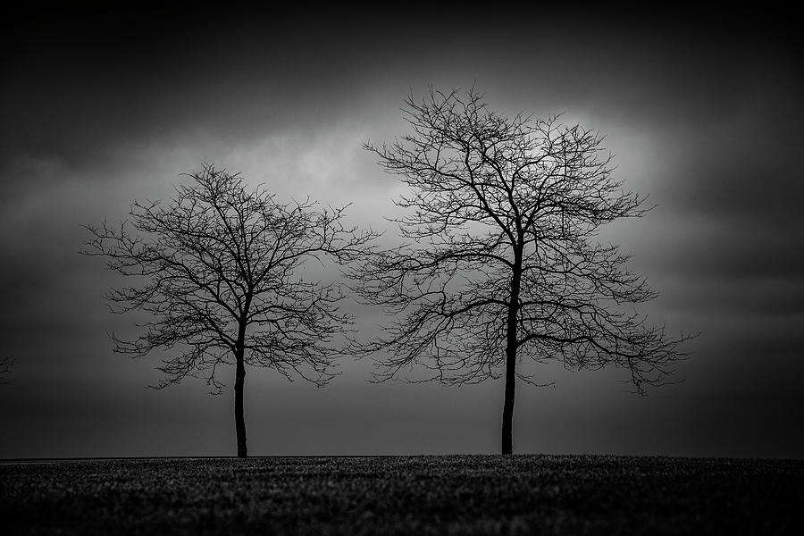 Tree Photograph - The Static Duo by Paul Bartell