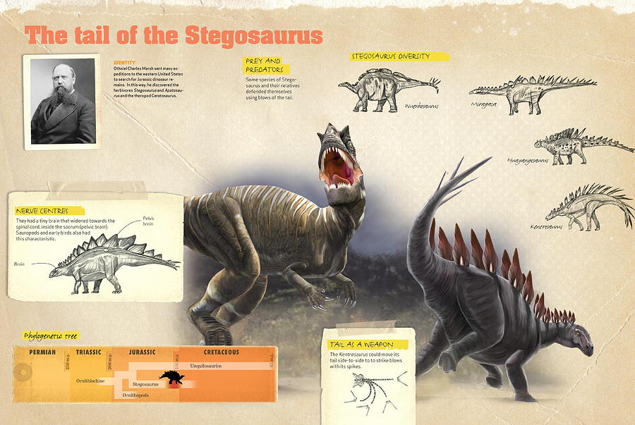 The Stegosaurus tail Digital Art by Album