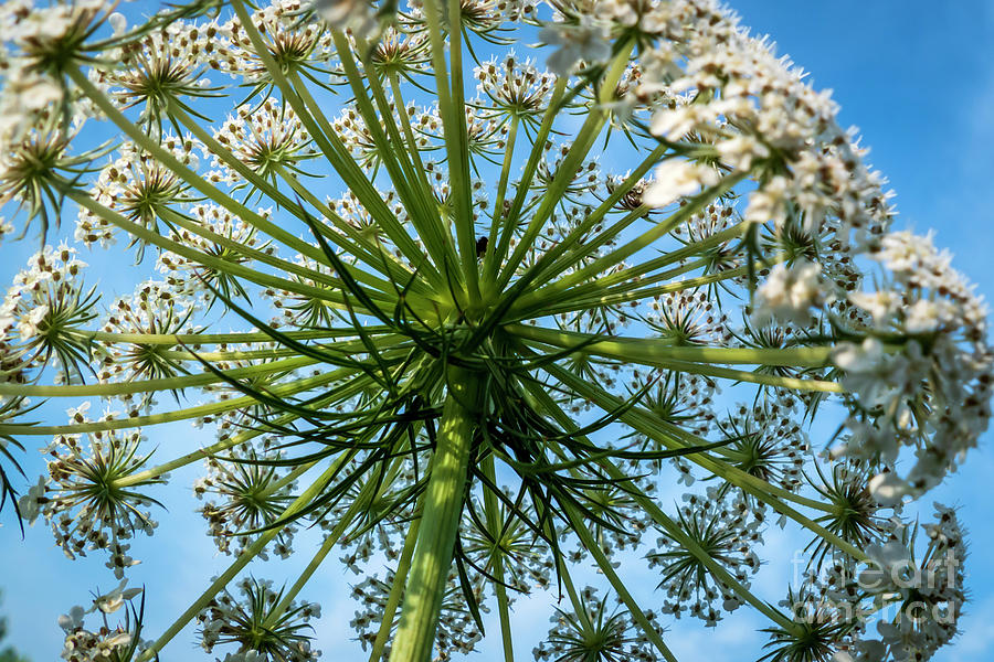 The Stem of a Queen Anns Lace Flower Photograph by Sandra Js