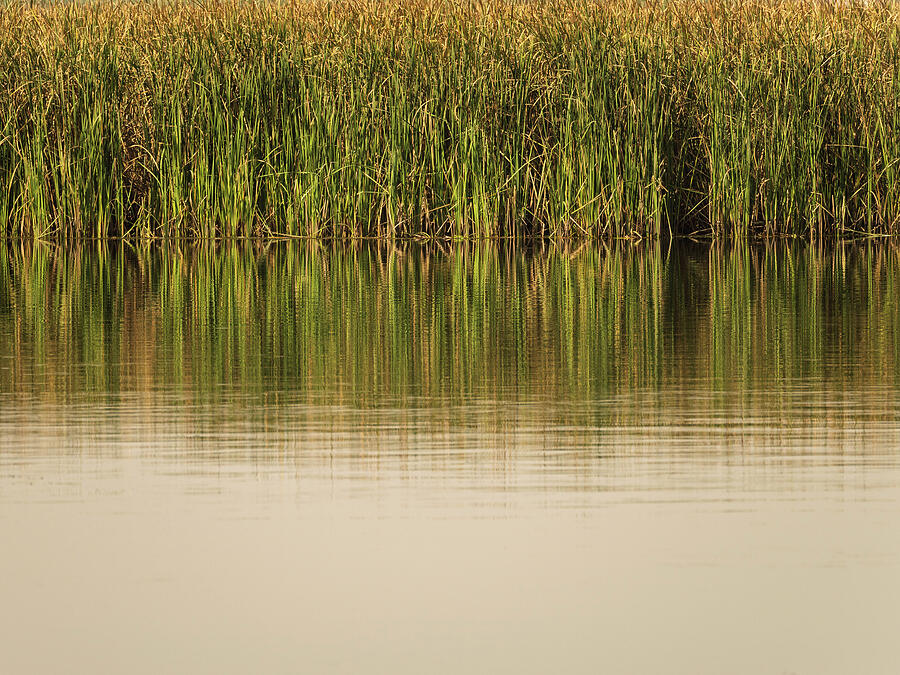 Tranquil Reed Reflection Photograph - The still water reflects the reeds and their golden reflections by Steven Heap