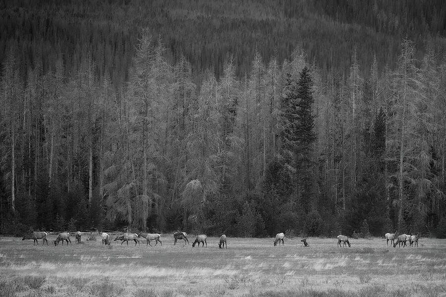 The Stillness of Herd and Forest Photograph by Dodie Ross The Stillness of Herd and Forest Photograph by Dodie Ross