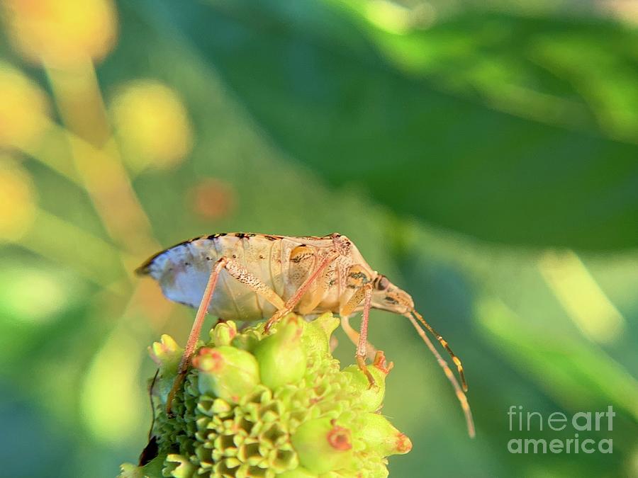 The Stink Bug Photograph by Catherine Wilson