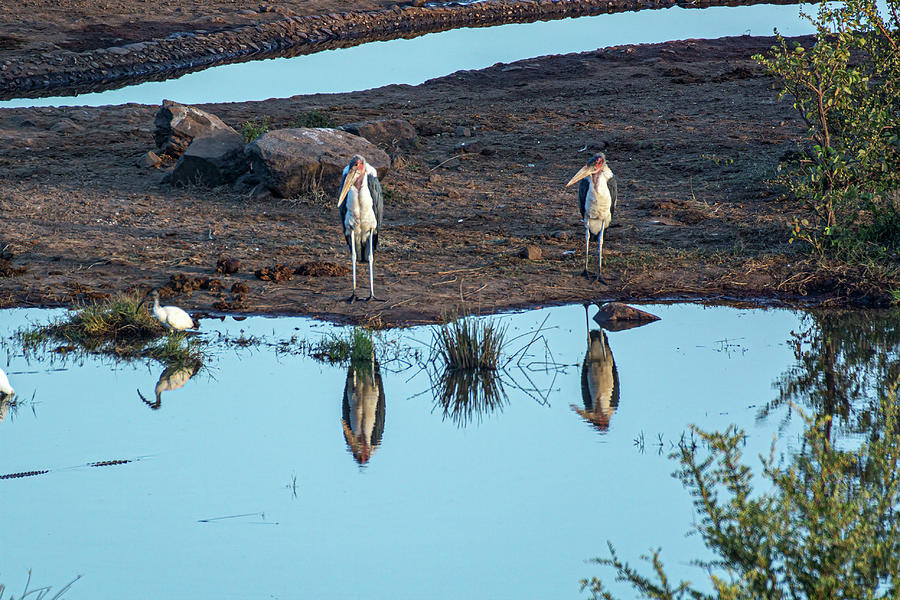 The Marabou Stork Brothers Photograph by Douglas Wielfaert