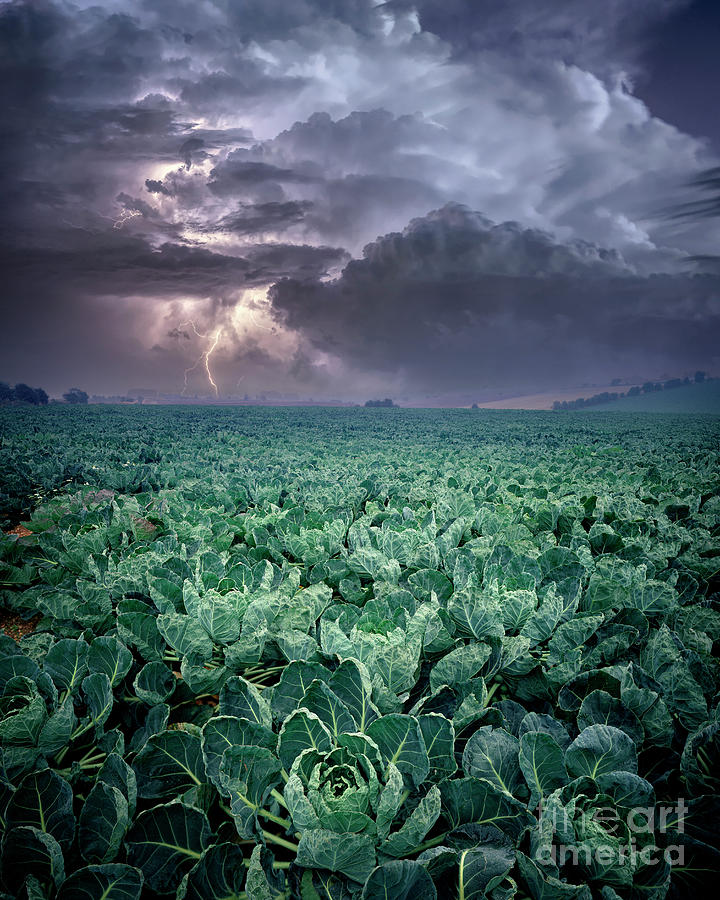 The Storm Photograph by Edmund Nagele FRPS