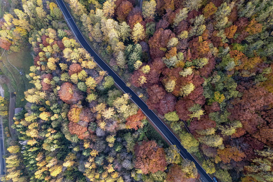The street in the moddle of the autumn trees Photograph by Pietro Ebner