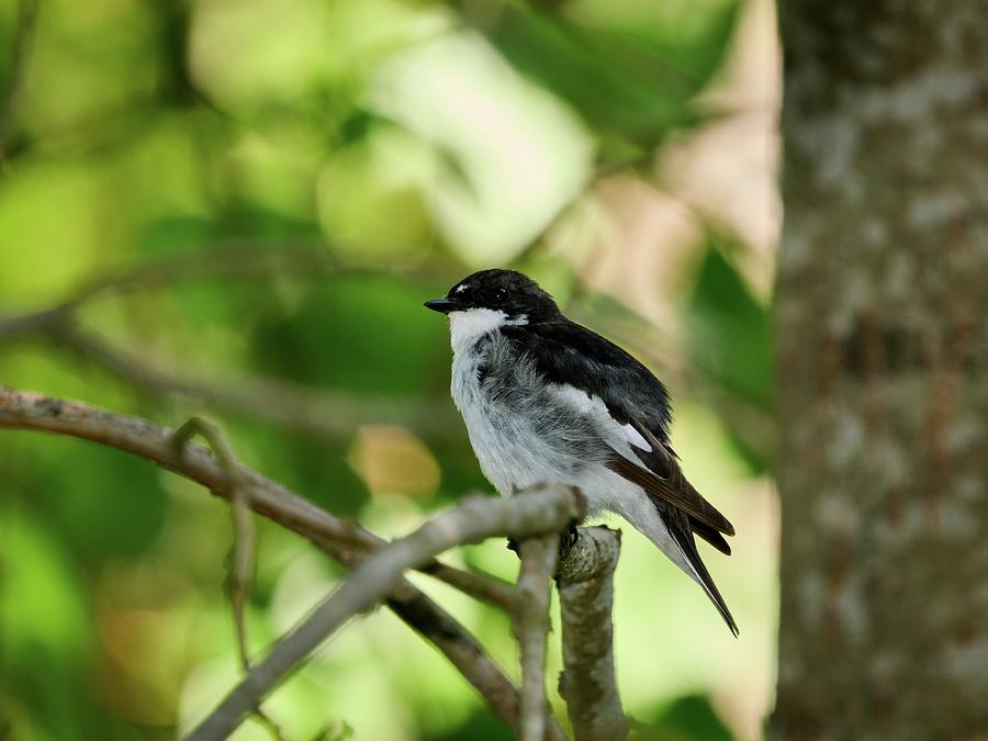 The stress of the summer shows. European pied flycatcher Photograph by Jouko Lehto