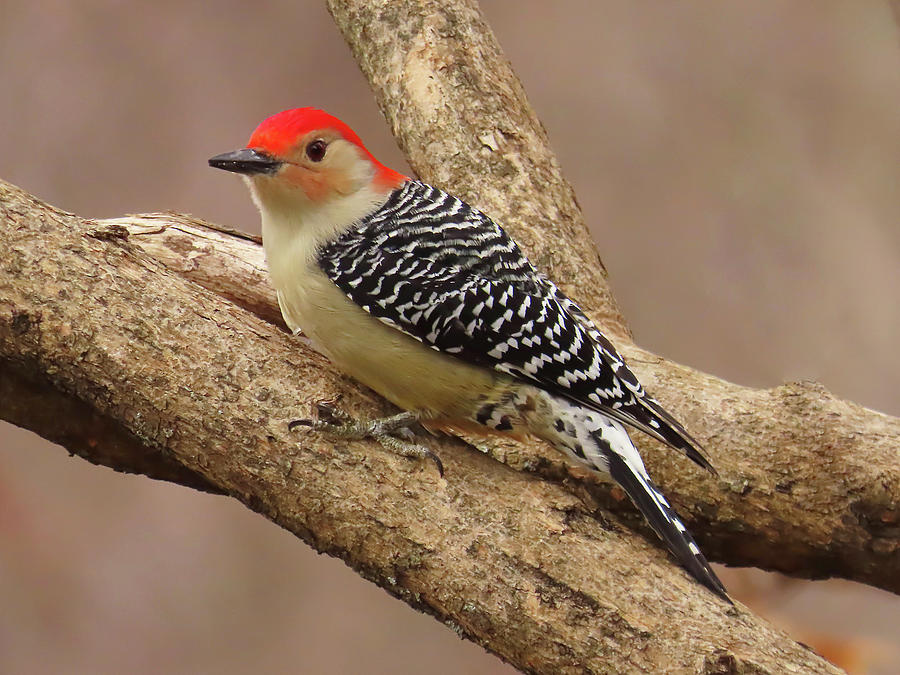 Bird Photograph - The Striking Red-Bellied Woodpecker by Rebecca Grzenda