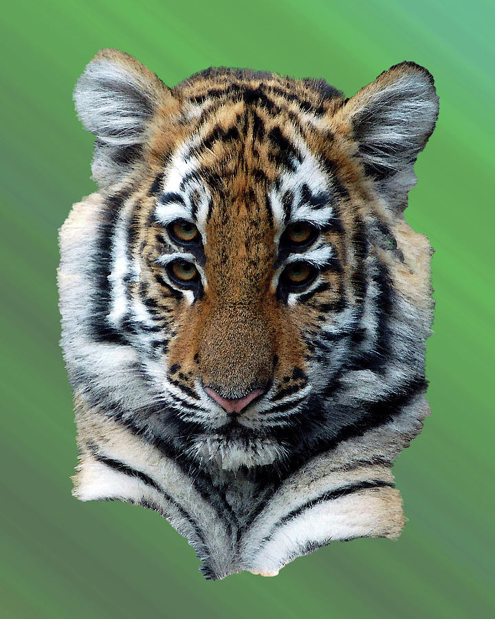 The Stripe - Tiger Spirit Animal Digital Art by Loveday Funck - Fine Art  America