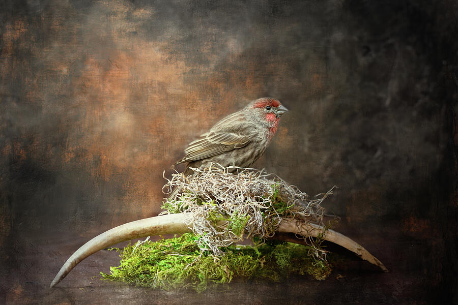 The Studio Visitor House Finch Art Photograph by Jai Johnson The Studio Visitor House Finch Art Photograph by Jai Johnson