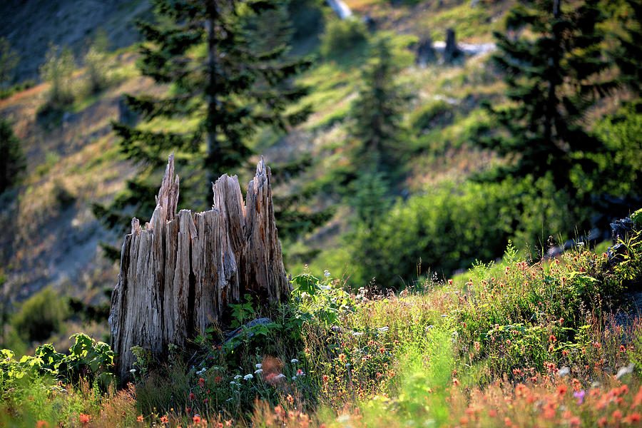 The Stump Photograph by Jason Roberts