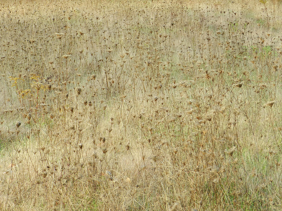 The Subtle Golden Meadow Photograph by Lise Winne