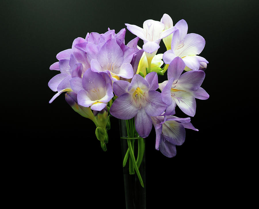 The Subtle Scent of the Freesias Photograph by Joe Schofield