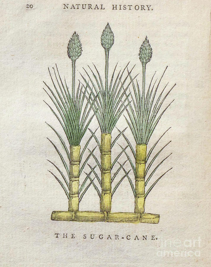 The Sugar Cane t4 Drawing by Botany
