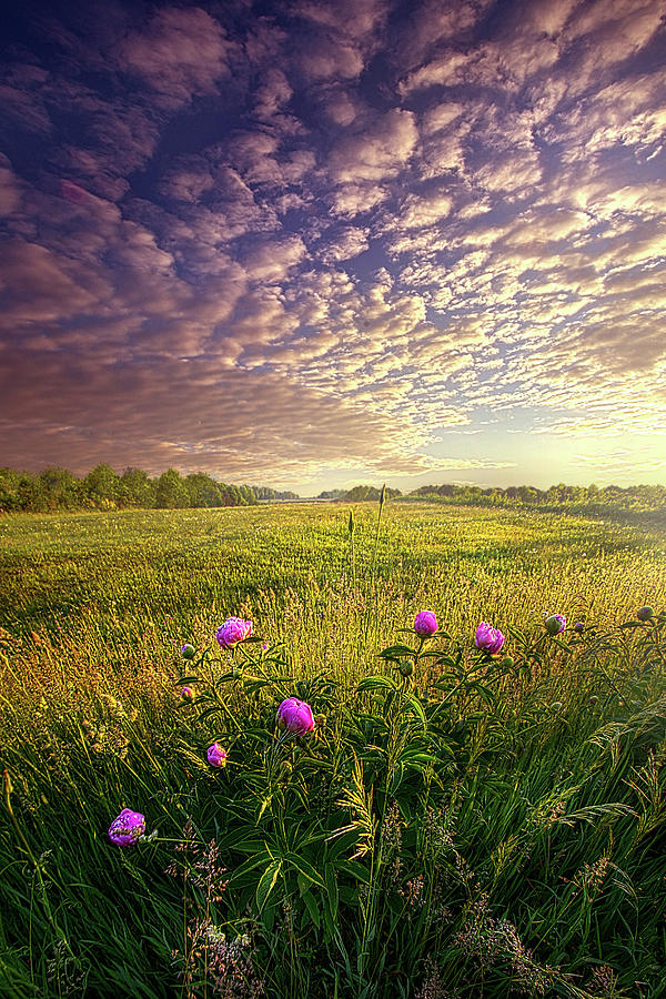 The Summer Side Of Life Photograph by Phil Koch
