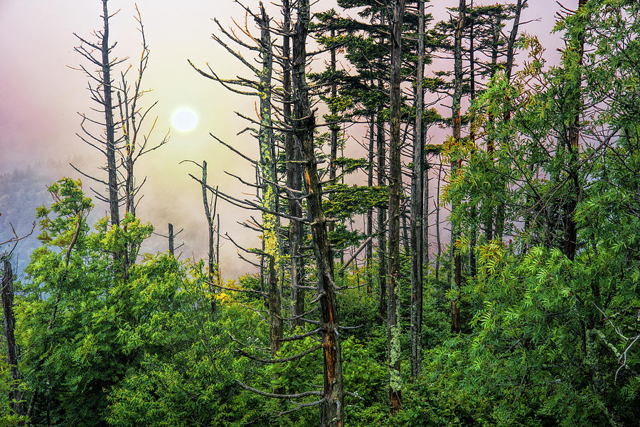 The Sun breaks through the Mist in a Smoky Mountain Forest Photograph by Randall Nyhof