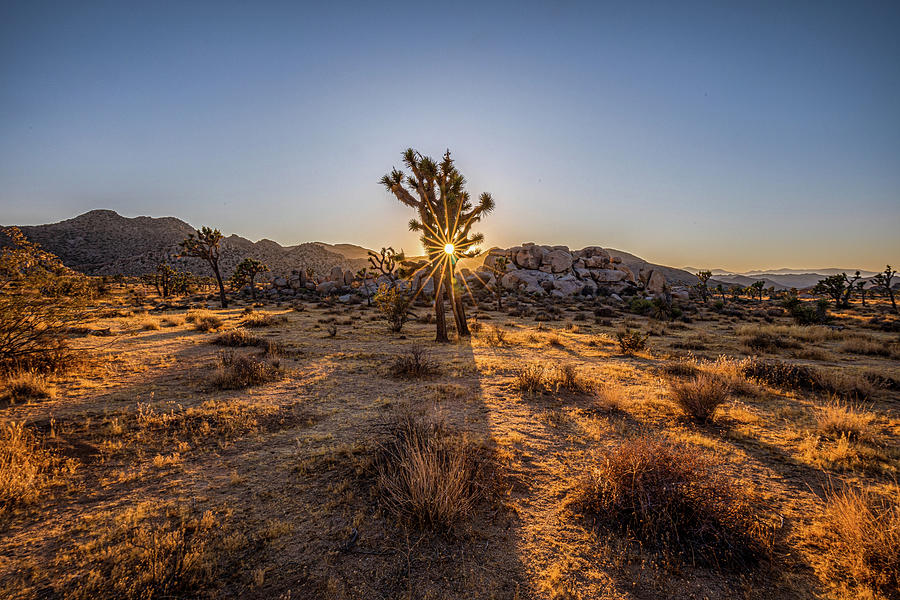 The Sun Comes Shining Thru - Joshua Tree Photograph by Peter Tellone