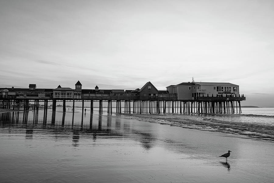The Sun Rises on the Old Orchard Beach Maine Pier Seagull Reflection Black and White Photograph by Toby McGuire