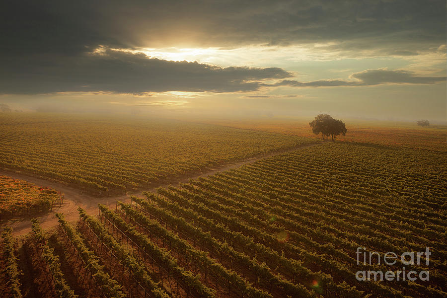 The Sun Rises Over The Vineyard Photograph