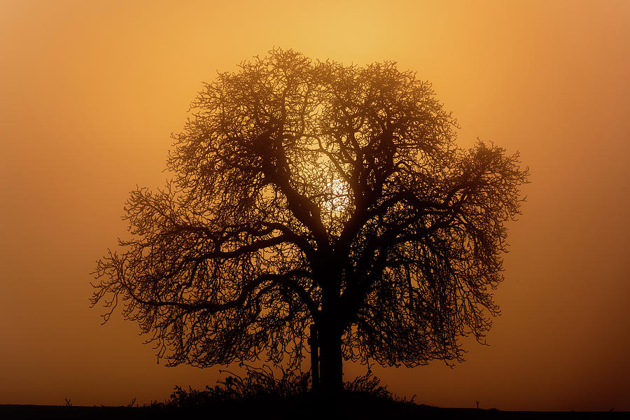 The Sun Rising Behind a Tree Photograph by Martin Vorel Minimalist Photography