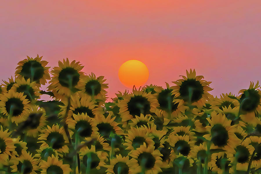 The Sun Rising over a Sunflower Field Photograph by Shixing Wen