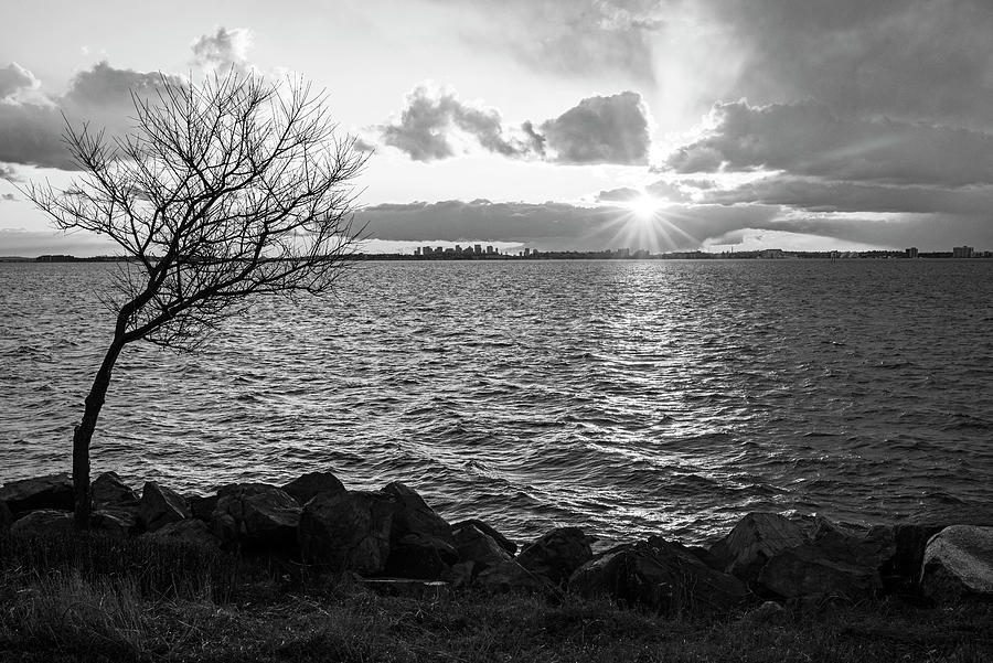 The Sun Sets on Boston MA from Doggie Beach in Nahant Massachusetts Tree Black and White Photograph by Toby McGuire