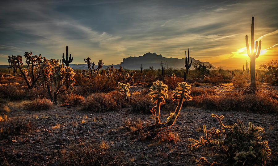 The Sun Shines In The Sonoran Photograph by Saija Lehtonen