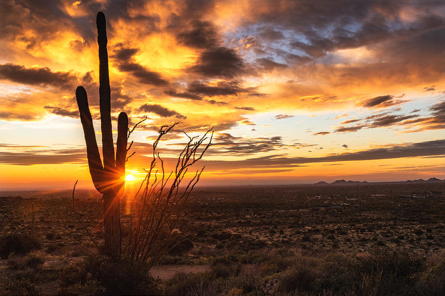 The Sun Shines On 2020 In The Sonoran  Photograph by Saija Lehtonen