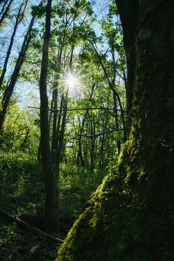 The sun shines through the treetops on the Teufelsberg in Berlin ...