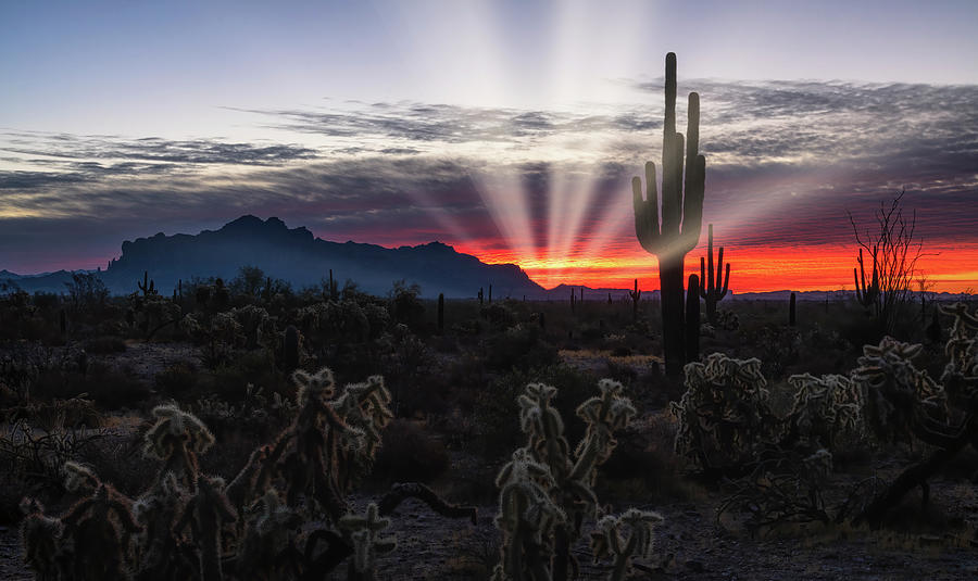 The Sun Still Shines In The Sonoran  Photograph by Saija Lehtonen